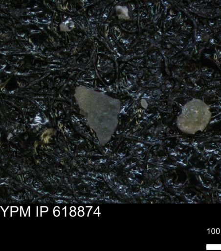 undet. Foraminiferida