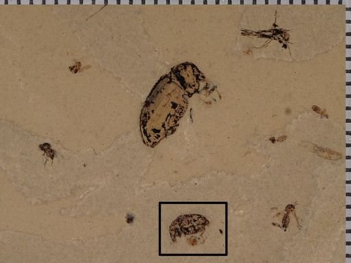 undet. Curculionidae