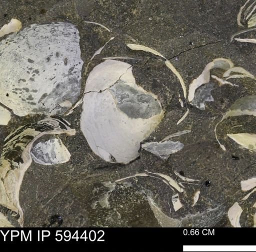 Protocardia sp.