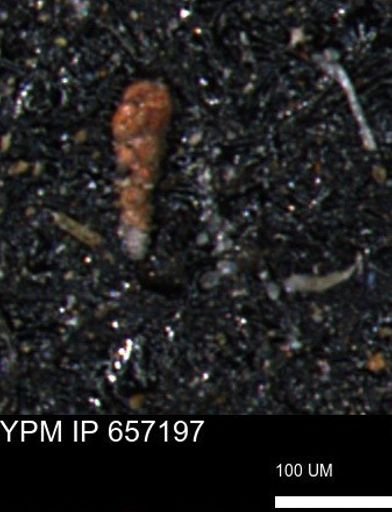 Verneuilinoides kansasensis
