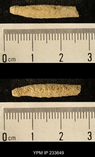 Archaeocidaris sp.