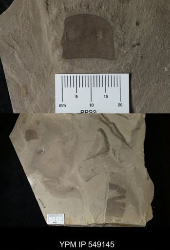 Eurypterus