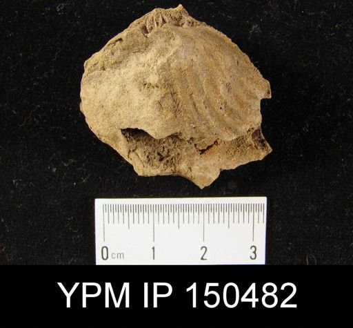 Orthorhynchula sp.