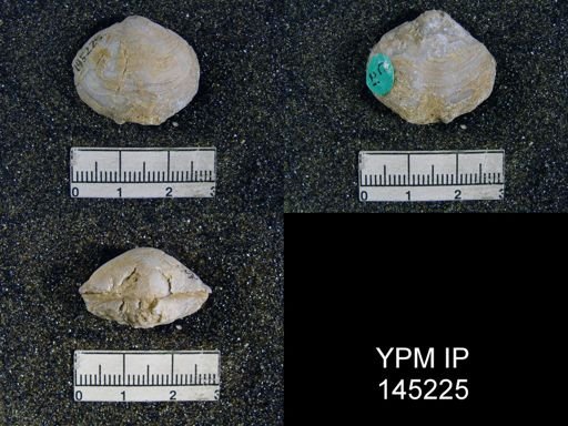 Athyris capillata