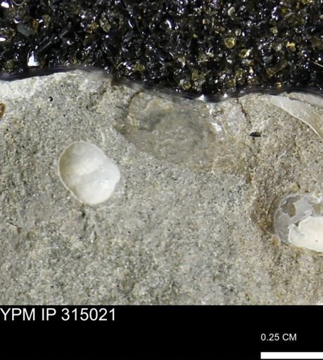 undet. Scaphitidae