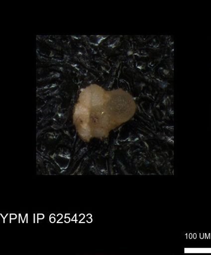 undet. Foraminiferida