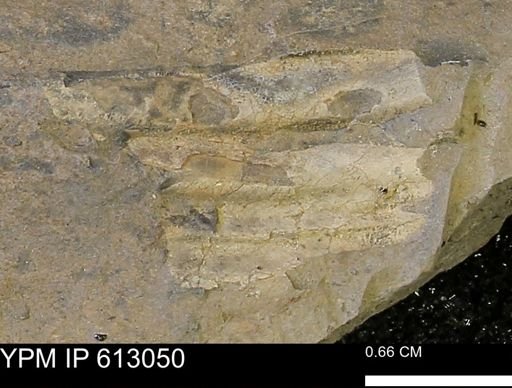 undet. Ammonoidea