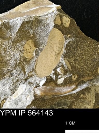 Limopsis striatopunctatus