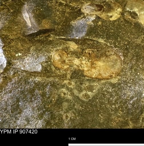 undet. Scaphitidae