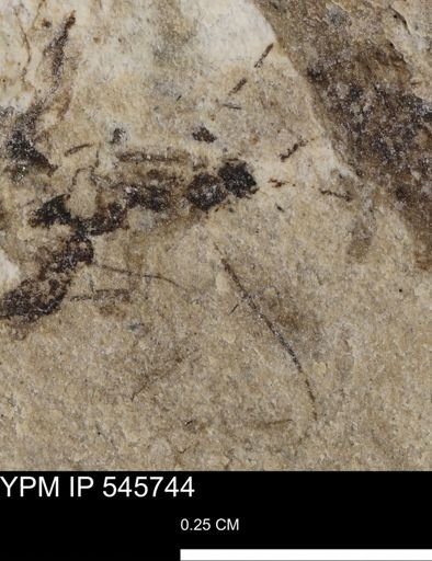 undet. Hymenoptera