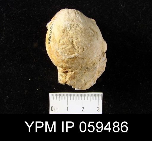 Atrypa reticularis