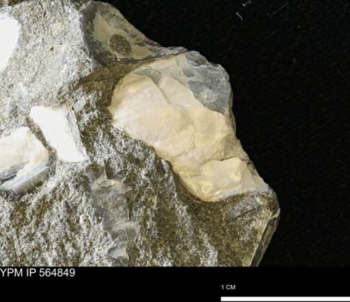 Phelopteria linguaeformis