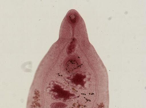 Dicrocoelium dendriticum