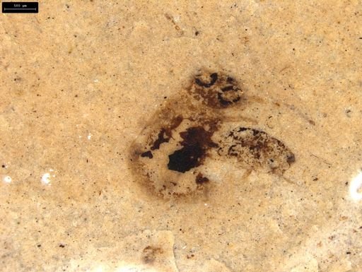 undet. Coleoptera