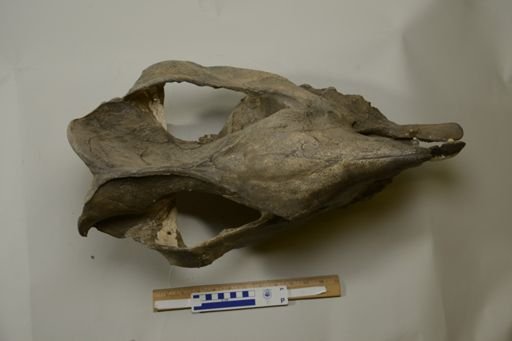 Teleoceras fossiger