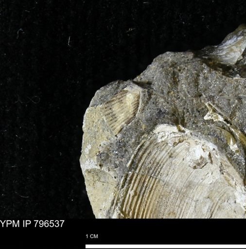 Malletia evansi