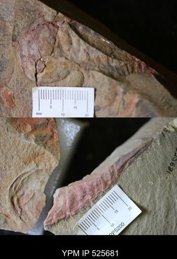 undet. Aglaspida