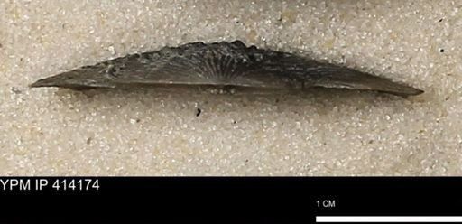 Devonochonetes mucronatus?