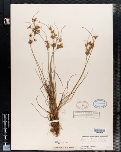Juncus tenuis