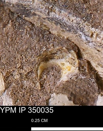 undet. Mollusca