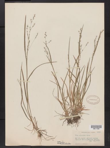 Poa alsodes