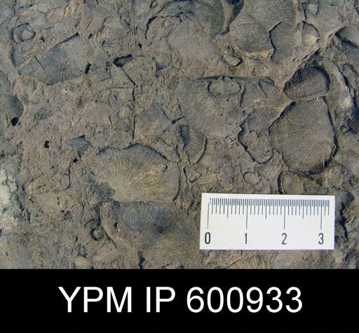 Strophodonta sp.