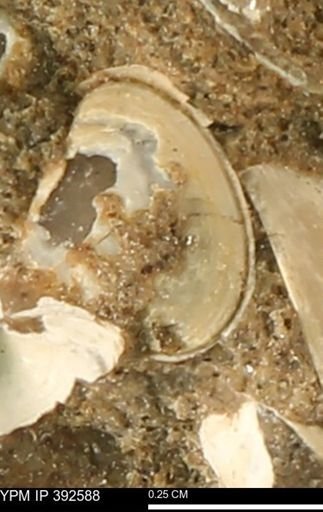 Protocardia subquadrata