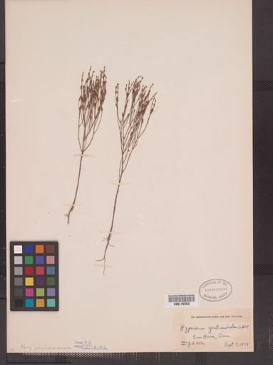 Hypericum gentianoides