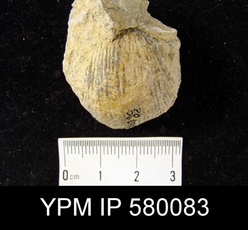 Strophodonta sp.