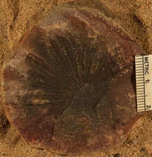 Annularia