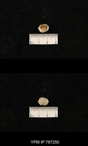undet. Brachiopoda