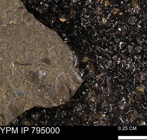 undet. Mollusca