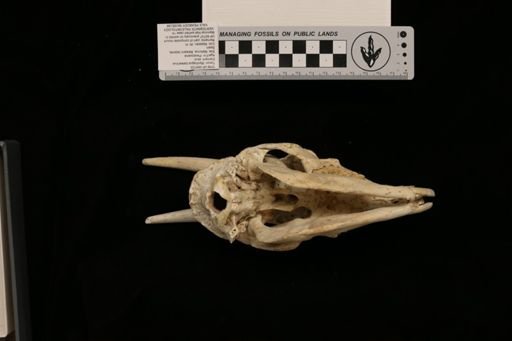 Myotragus balearicus