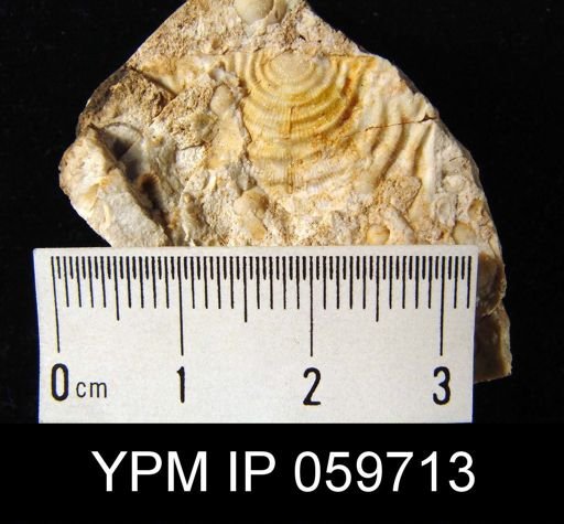 Leptaena rhomboidalis
