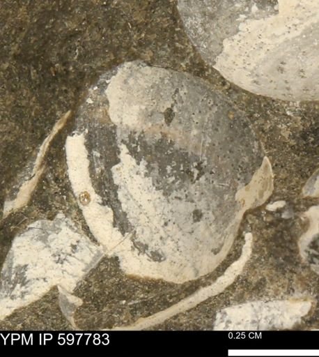 Limopsis striatopunctatus