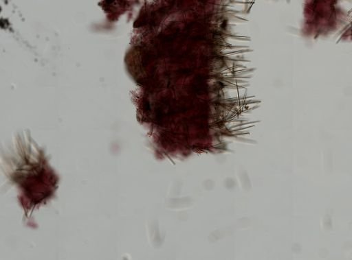 Clathria pennata