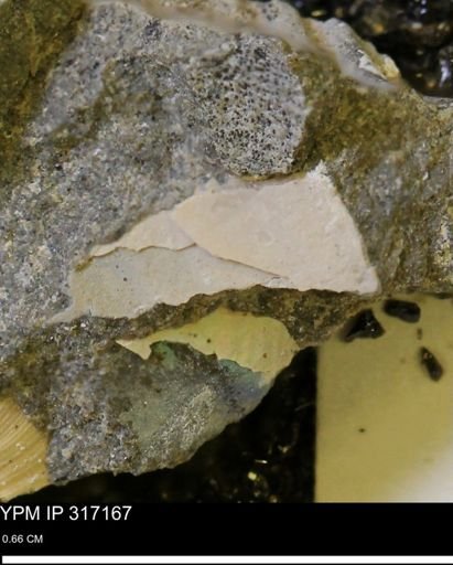 undet. Mollusca