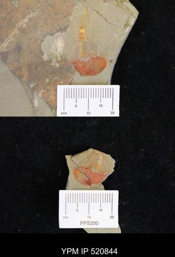 undet. Xiphosurida