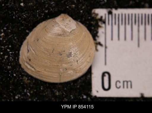 Limopsis striatopunctatus