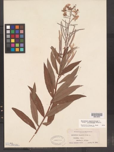 Epilobium angustifolium cricumvagum