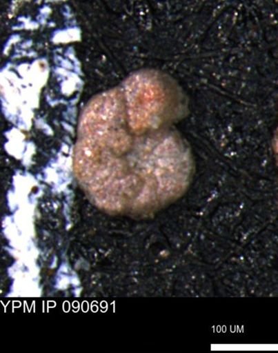 Haplophragmoides gigas