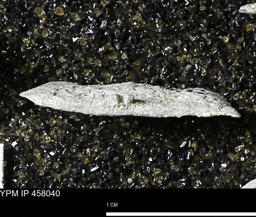 Strophodonta sp.