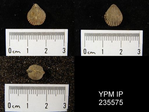 Eumetria sp.
