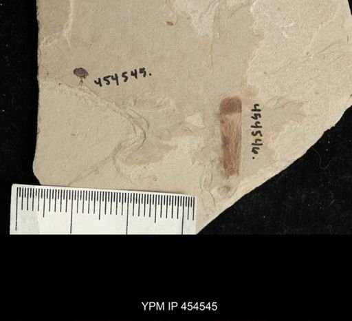 undet. Coleoptera