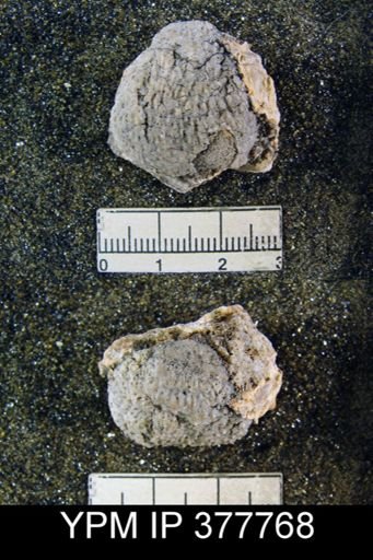 Aulosteges guadalupensis