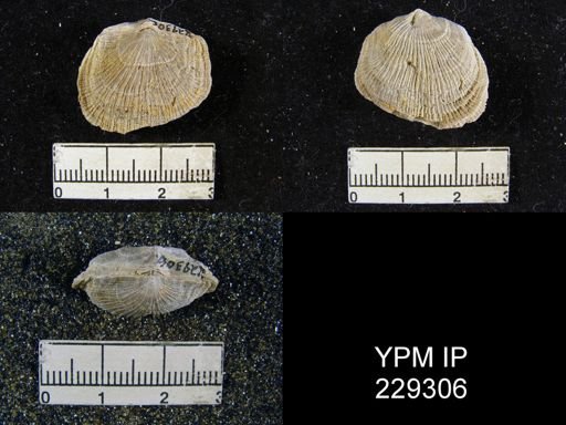 Derbya crassa texana