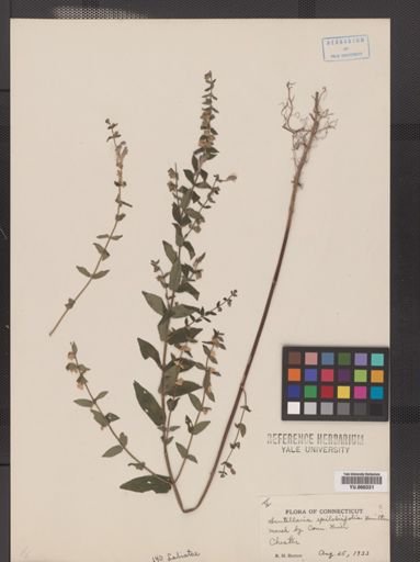 Scutellaria epilobiifolia