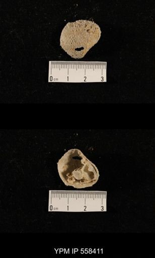 undet. Aulostegoidea