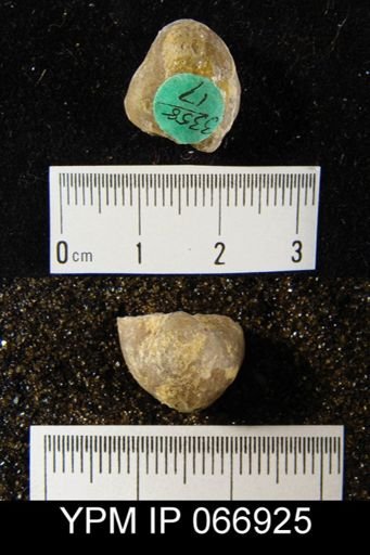 Gypidula comis