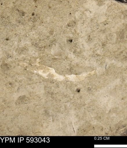 Inoceramus cuneatus
